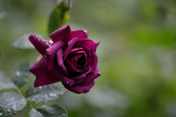 Rosée du matin sur la rose