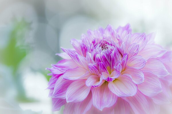 Primo piano del fiore viola