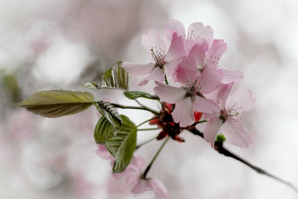 Die Frühlingsblüte ist die schönste Zeit für den Frühling