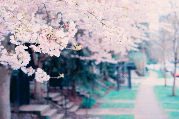 Arbres en fleurs sur fond de maisons