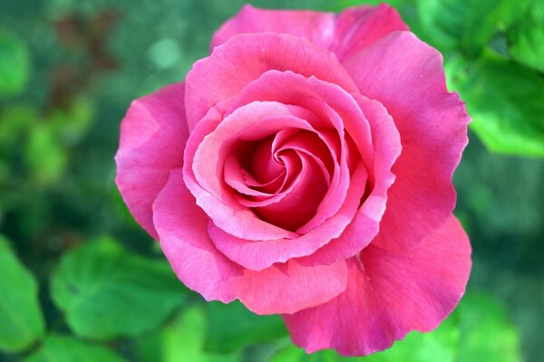 Macro photography of a blooming delicate rose