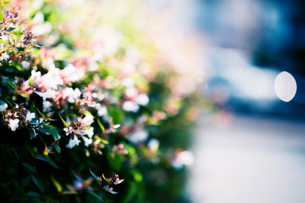 Verschwommenes Bild von Blumen auf der Straße