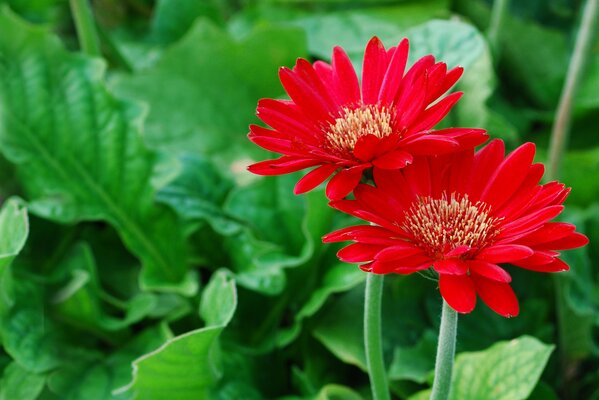 Rote Blumen auf dem grünen Rasen