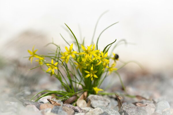 Yellow flowers grow on rocks