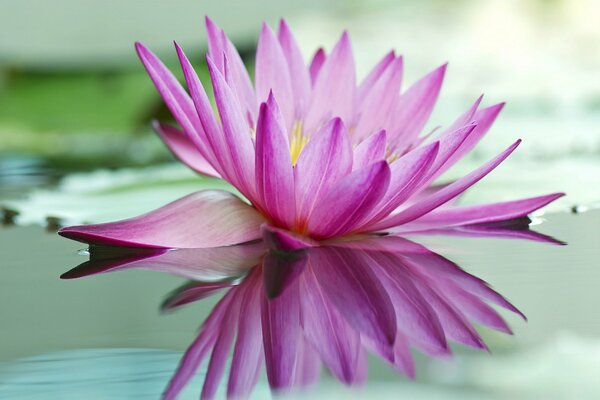 Water lily and its reflection on the surface of the water