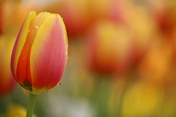 Tulipani arancioni con gocce di pioggia