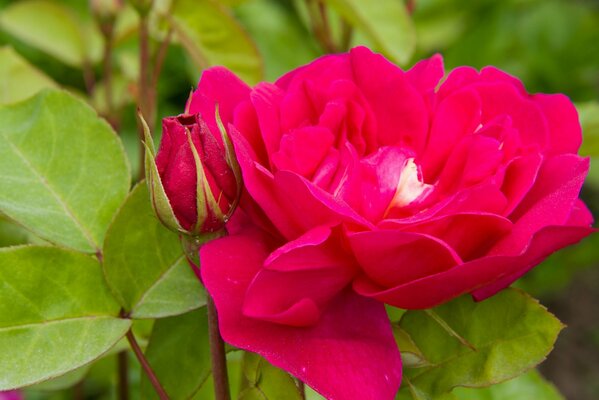 La rosa fiorita è molto bella, grande e pesante gemma