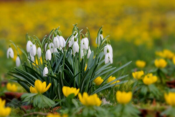 Snowdrop petals on a green lawn