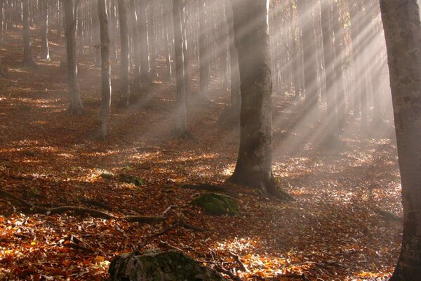 Automne feuille tombée des arbres dans la forêt