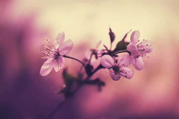 Delicate lilac flowers. Cherry blossoms. Macro shooting. Blurred background