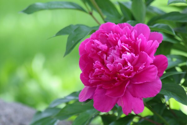 A peony blooming its petals under macro photography