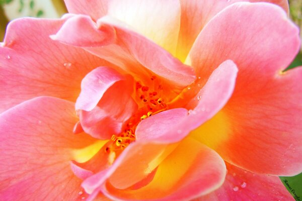 Staubblätter unter den rosa Blütenblättern einer Blume