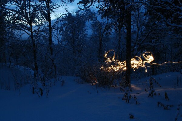 Schöner verschneiter Wald in der Dämmerung