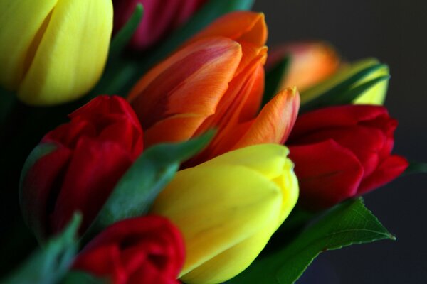 Blumenstrauß aus bunten, ungeöffneten Tulpen