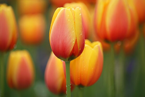 Orange tulips. Flower beds