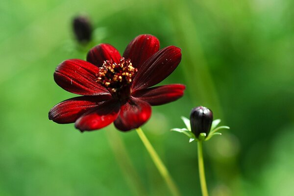 A bud and a blooming red flower