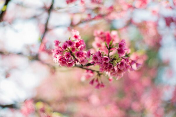 Flor de primavera de una rama de Sakura