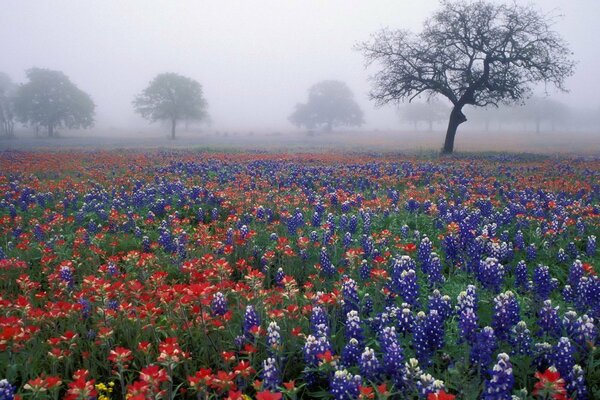 Fog over the flower field. Trees in the fog