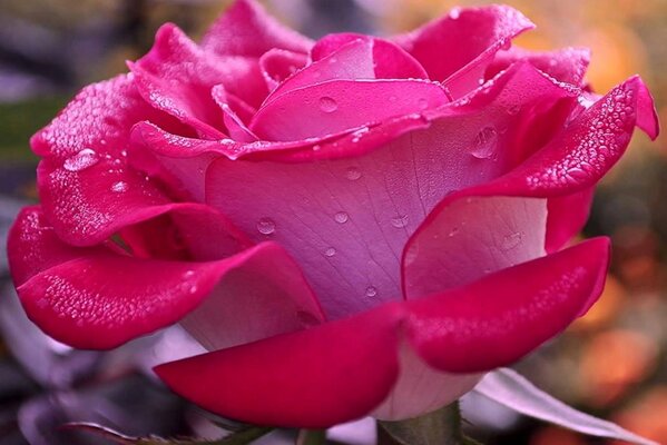 Różowa róża z kroplami rosy