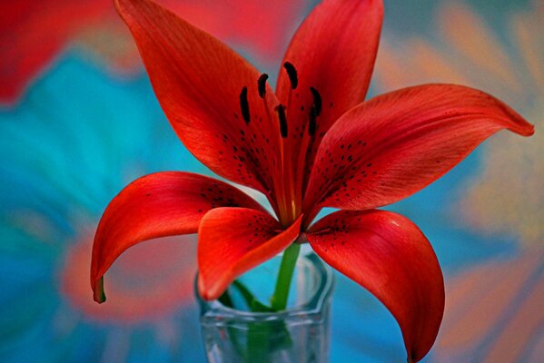 Petals of a red lily with stamens