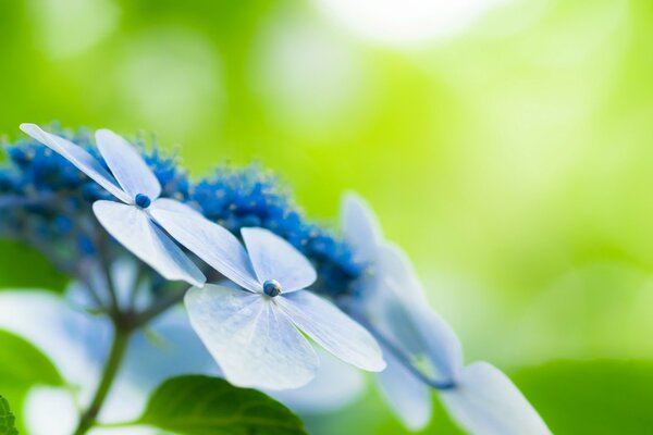 Schöne blaue Wiesenblumen