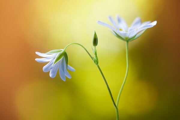 Kleine weiße Blüten wachsen im Boden