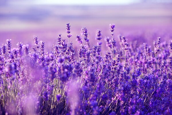 Campo de lavanda con fondo borroso