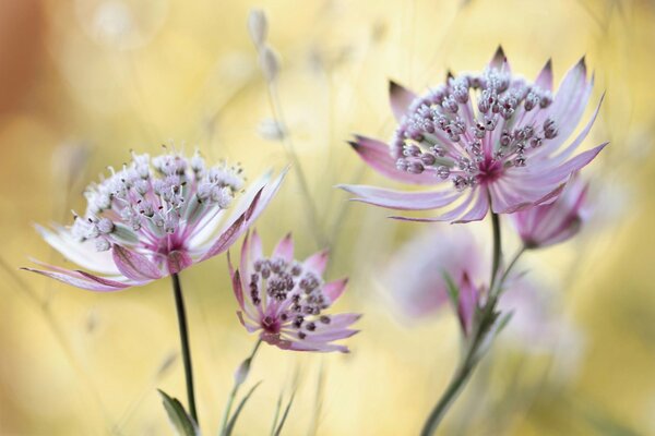 Fragrant field grass zvezdovka gifts of nature.