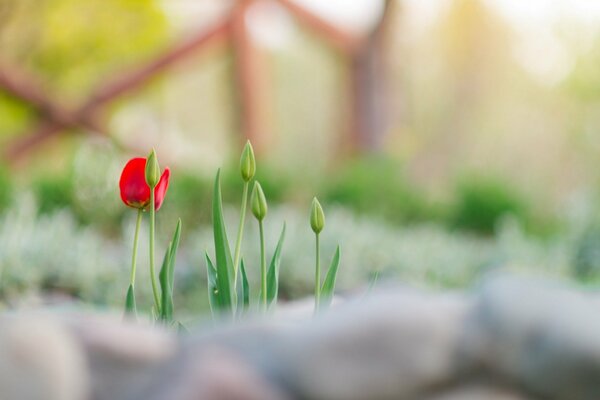 Tulipes sur fond flou