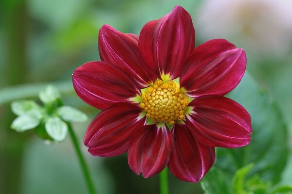 Macro photography of a dahlia with pink petals