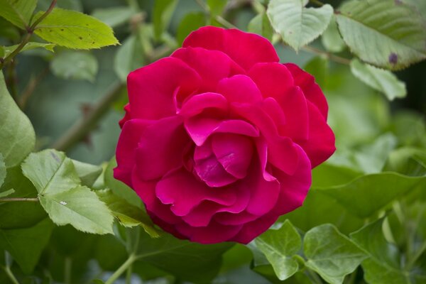 Scarlet rose close-up