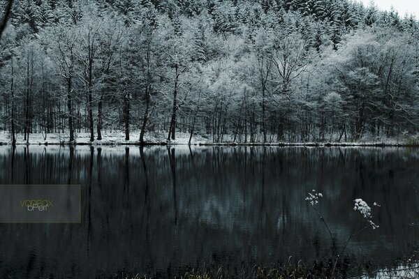 Lago tra alberi innevati