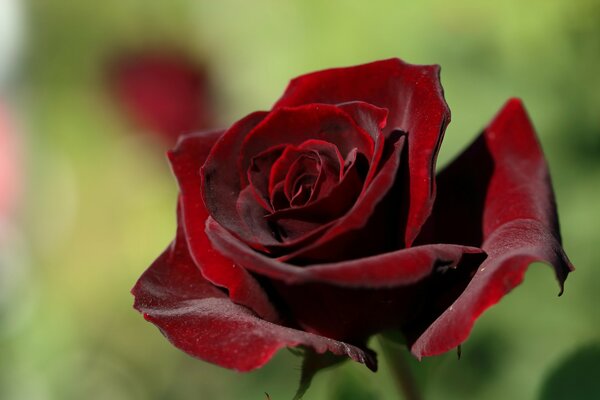 Бутон бархатной розы макросъёмка с размытым фоном