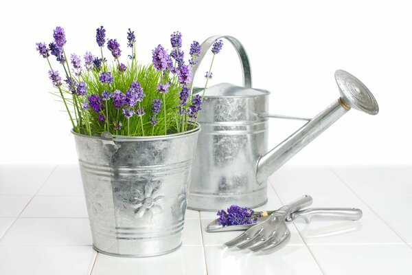 Beautiful design of lavender flowers in a bucket with a watering can in the background