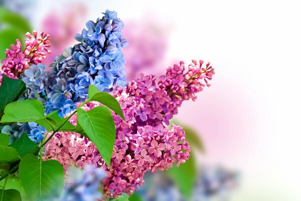 Inflorescencia de lila de primavera en el Jardín