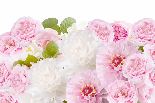 Delicate flowers on a white background