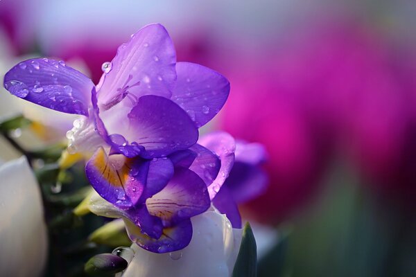 Purple flowers on a background of pink flowers