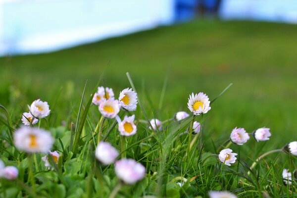 In einem grenzenlosen grünen Feld sind weiße, zarte Blüten