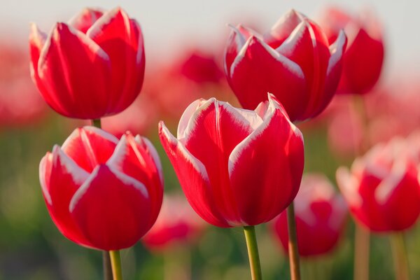 Beautiful photo of tulips in a meadow