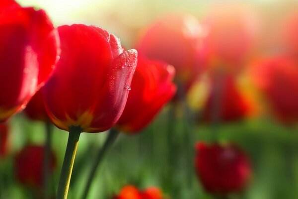 Gros plan de tulipes rouges