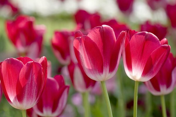 Tulipani rosa e bianchi. Fiori