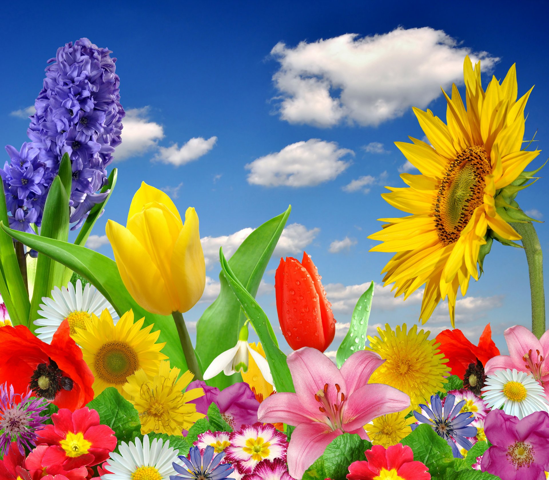 primavera fiori colorati fiore luminoso farfalla primavera fioritura