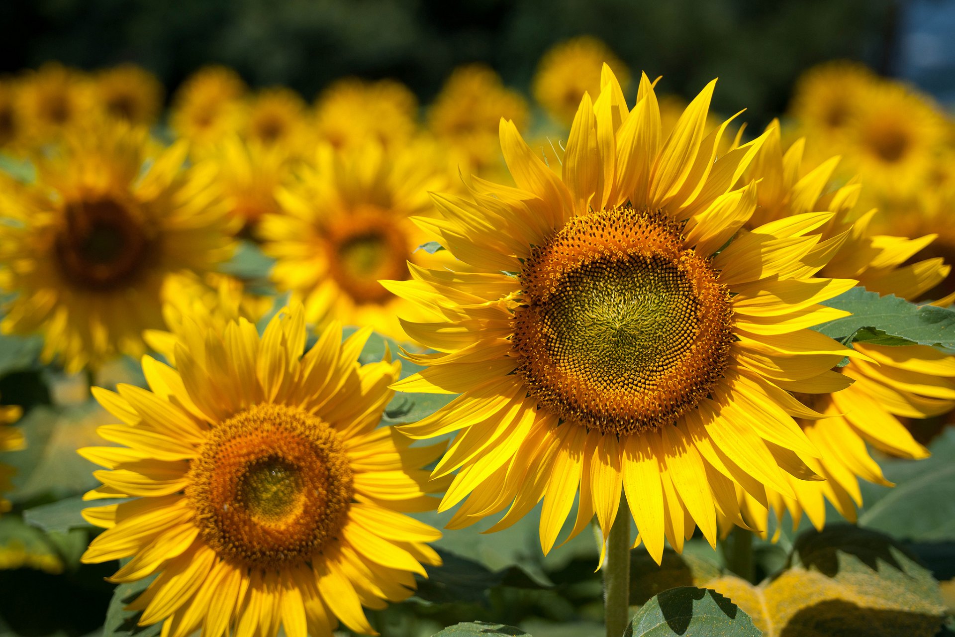 ummer flowers flower sunflowers the field