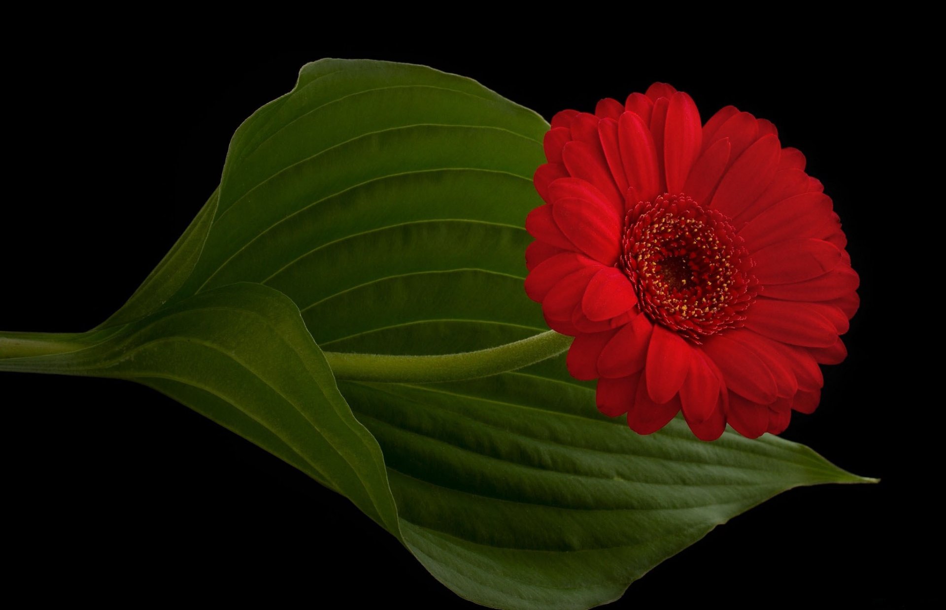 gerbera rojo pétalos tallo hoja