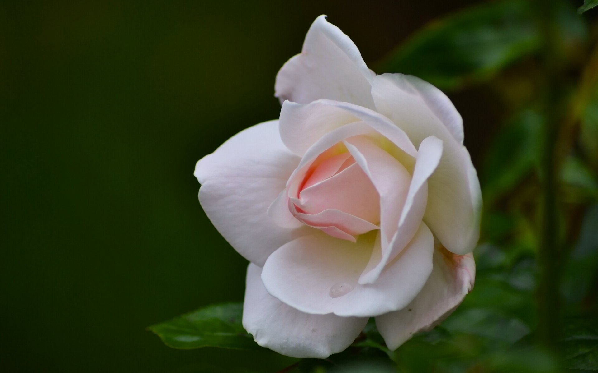 rosa bocciolo petali macro