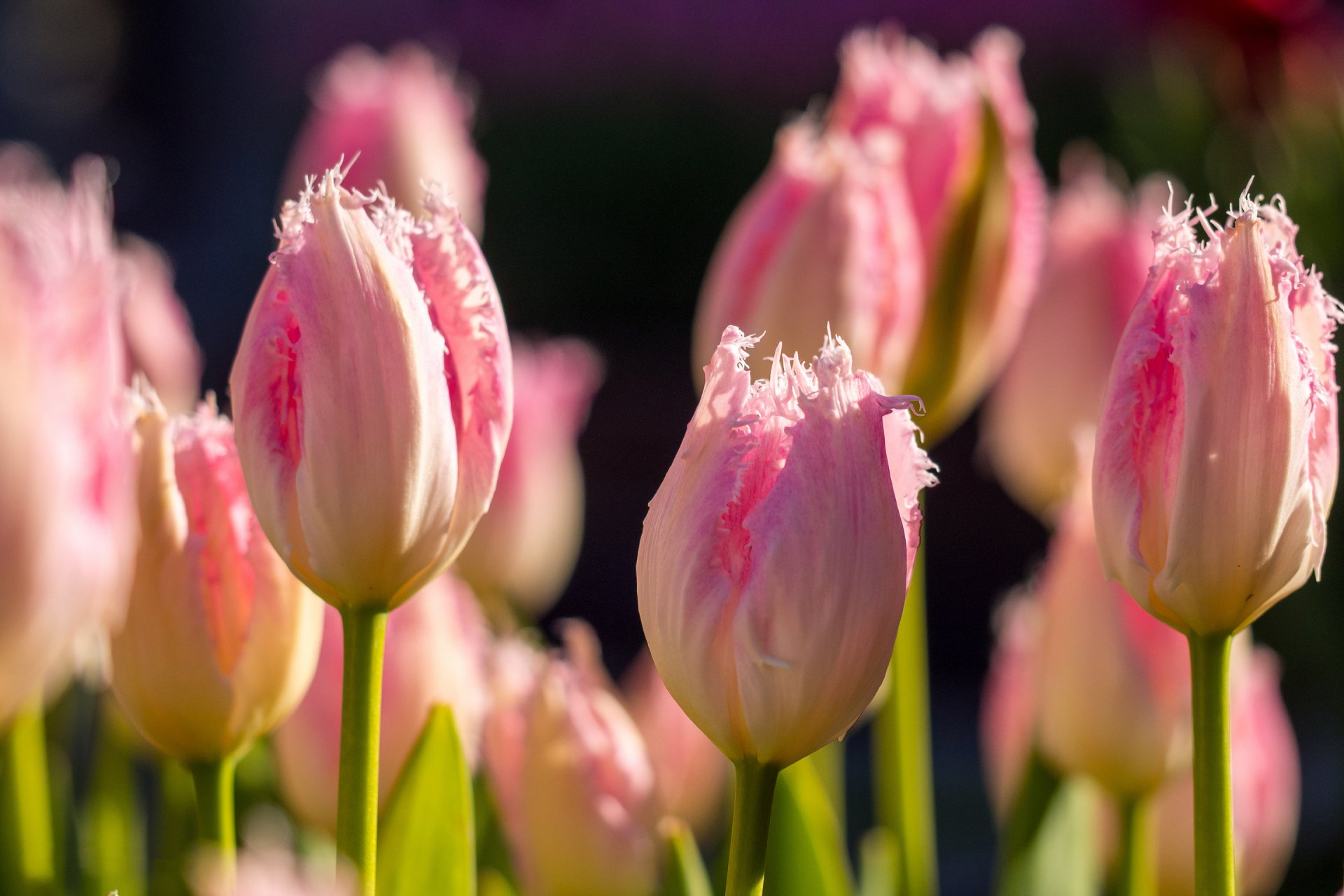 tulipany frotte różowe kwiaty pąki wiosna bokeh makro