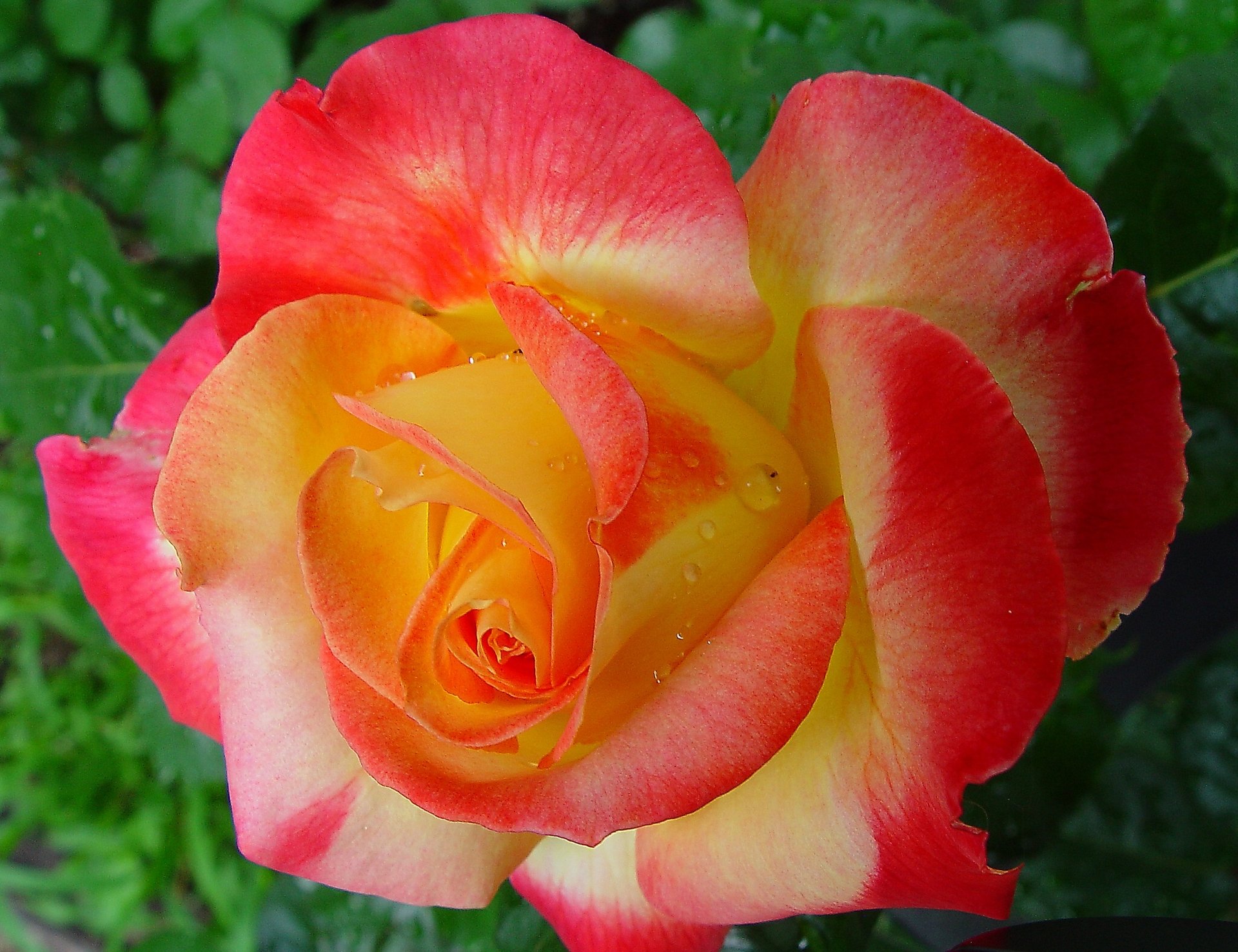 rosa brote pétalos macro gotas