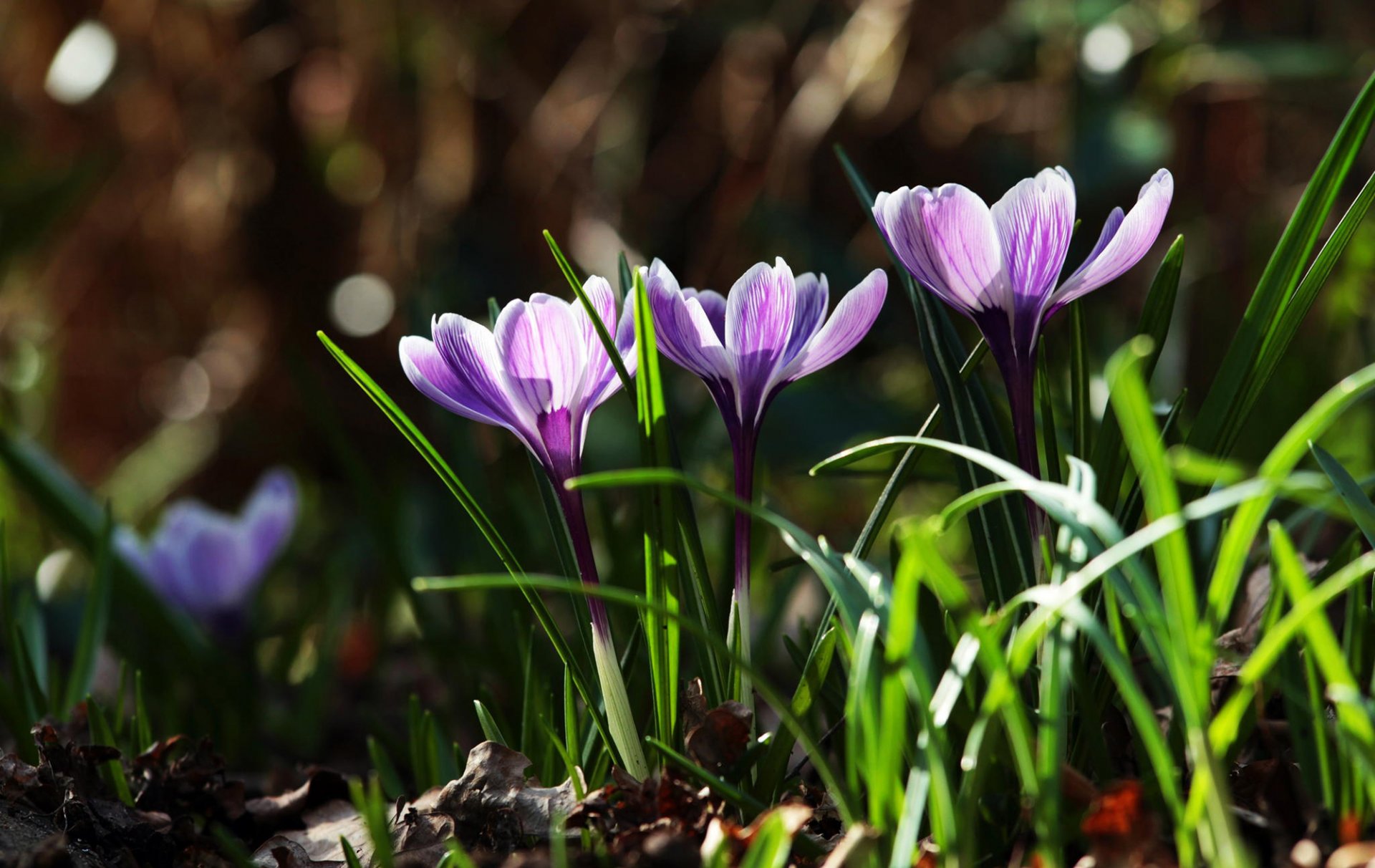 azafrán púrpura flores prímulas hojas hierba naturaleza primavera