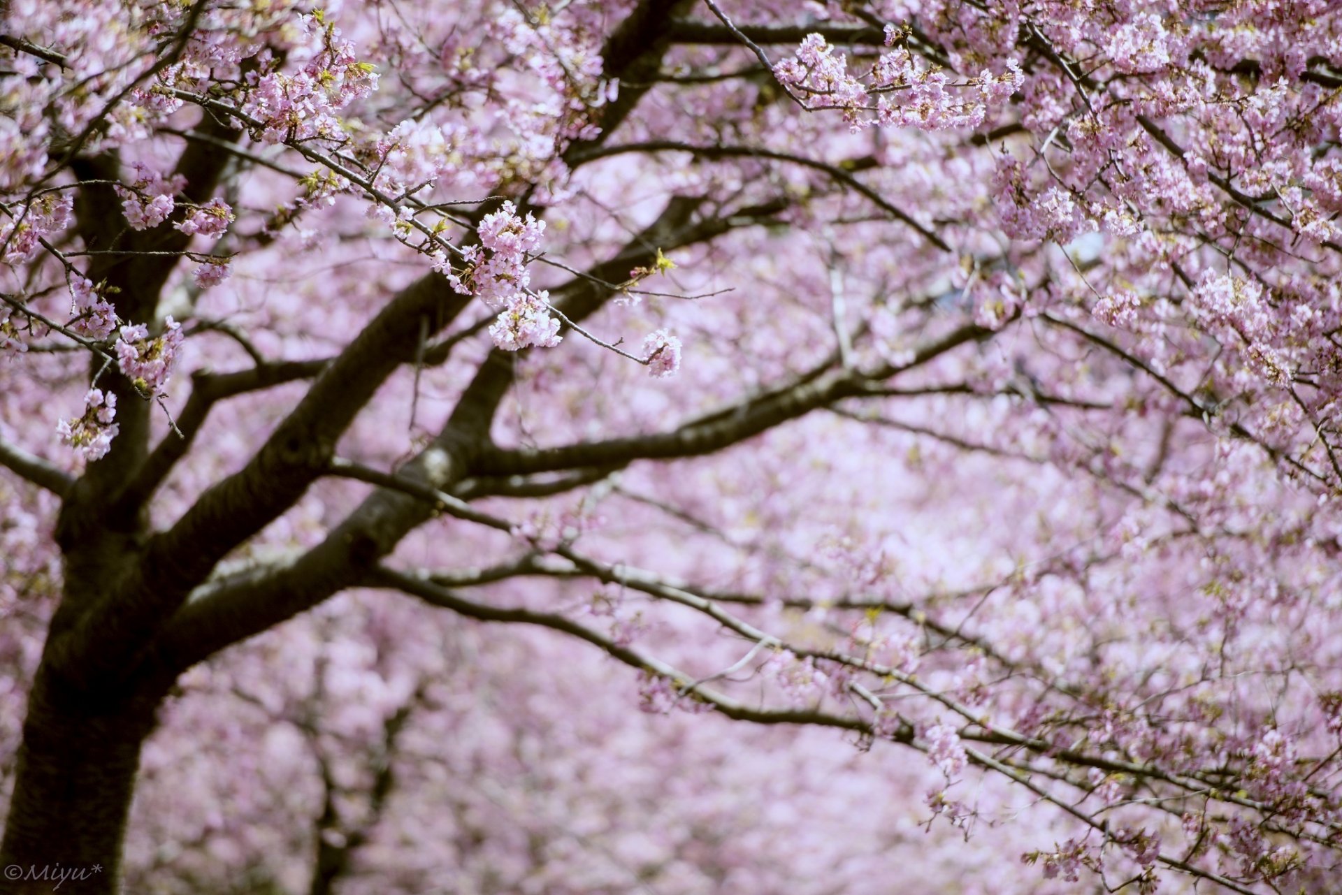 albero rami fioritura rosa primavera sakura