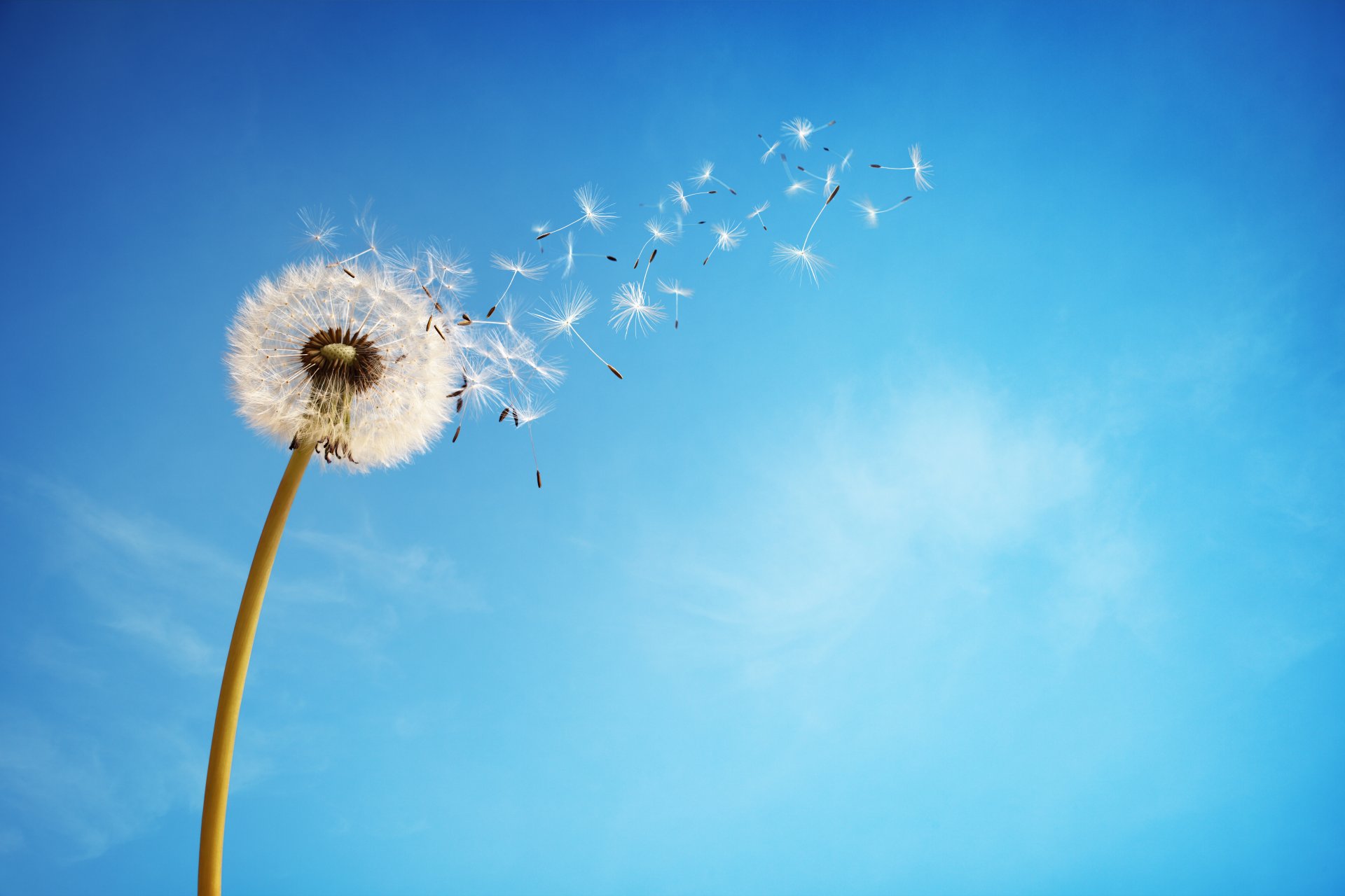 ciel pissenlit fleur fond